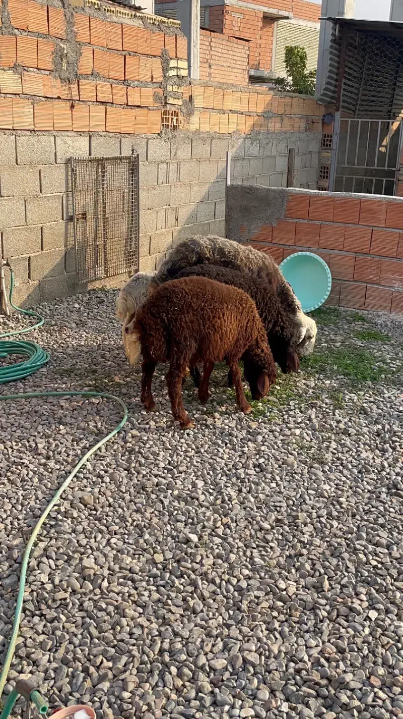 یک راس دوقلو بره ها نر و سه راس بره نر کردستانی ا|حیوانات مزرعه|آق قلا, |دیوار