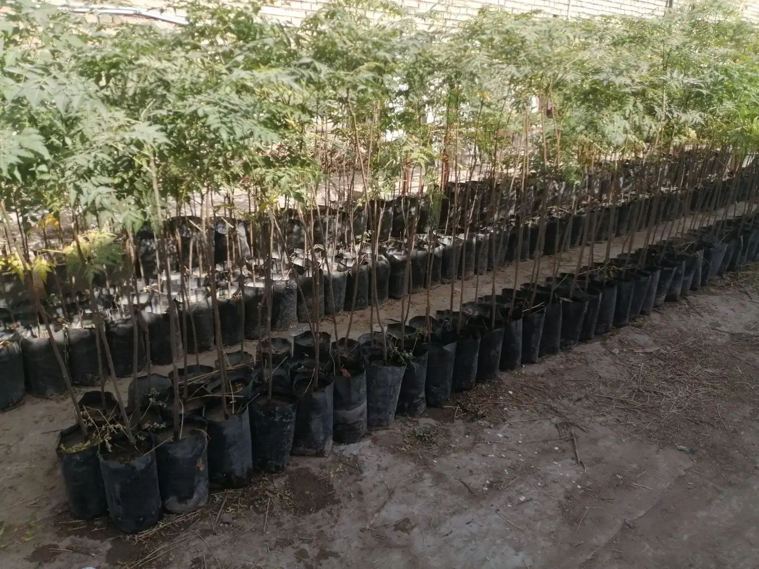 نهال درخت کم آب با رشد سریع( 100 تومان)|گل و گیاه طبیعی|بهارستان, |دیوار