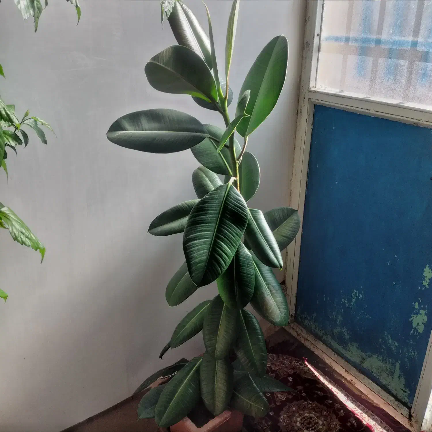 گل طبیعی|گل و گیاه طبیعی|خلخال, |دیوار