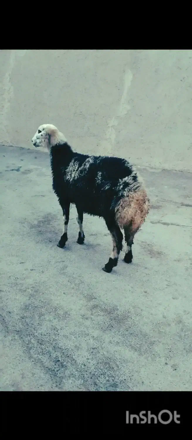 بره|حیوانات مزرعه|بروجرد, |دیوار