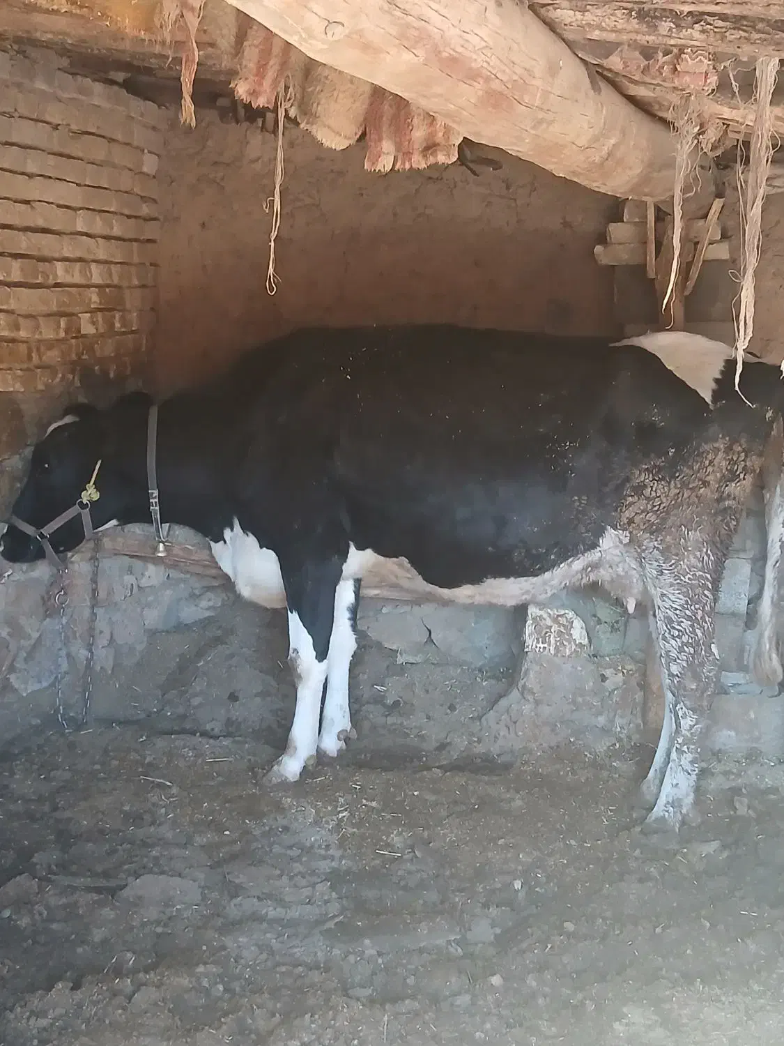 یک راس گاوجوان شکم دوم|حیوانات مزرعه|چادگان, |دیوار