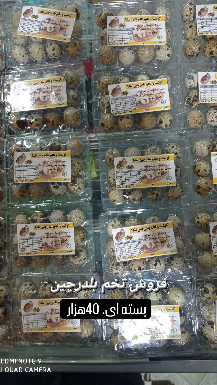 تخم بلدرچین کاملا اورگانیک|خوردنی و آشامیدنی|کهریزک, |دیوار