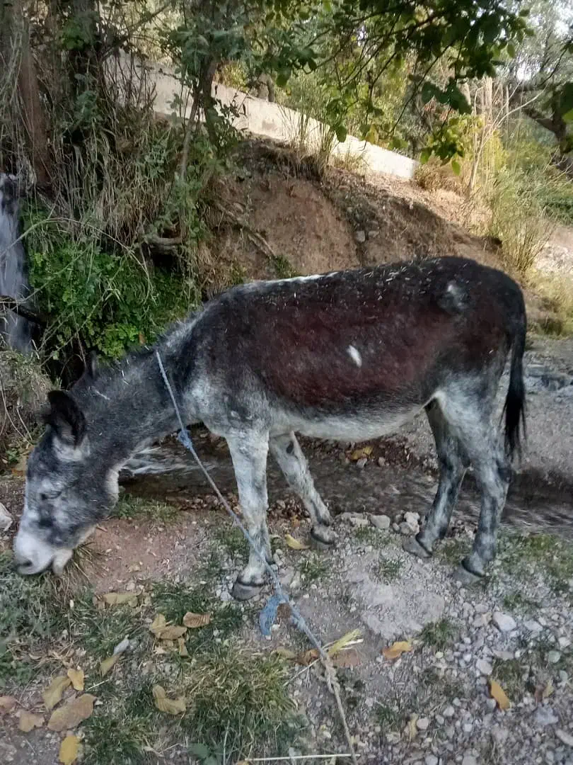 دوتا الاغ بفروش میرسد|حیوانات مزرعه|پاتاوه, |دیوار