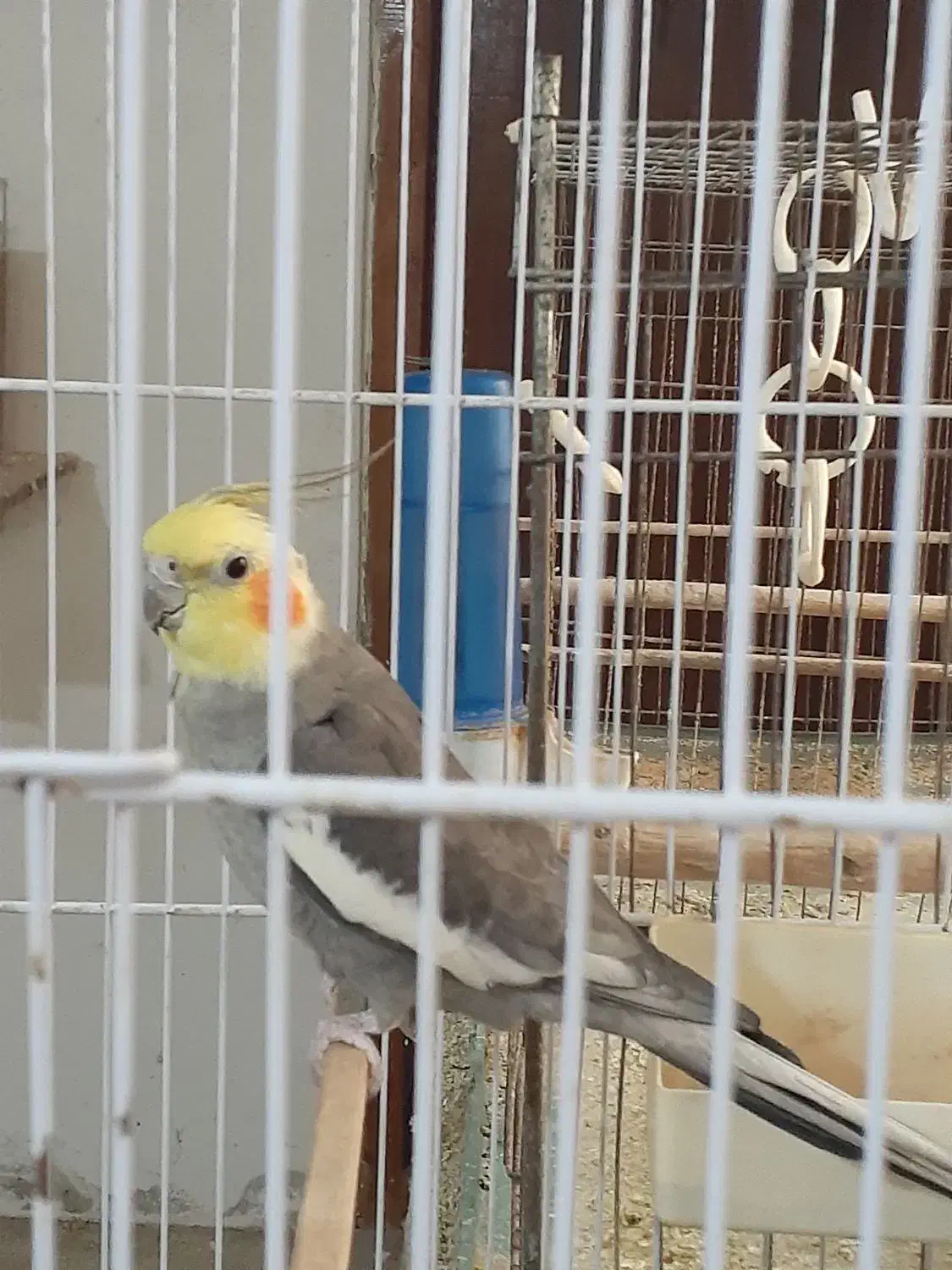 فروش عروس هلندی|پرنده|نوشهر, |دیوار