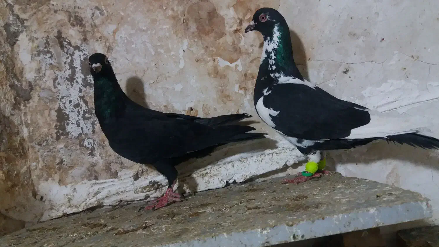 کفتر پرشی پلنگ سرخ دم سفید سارکاکل یهودی زرد کرمون|پرنده|مشهد, نظام دوست|دیوار