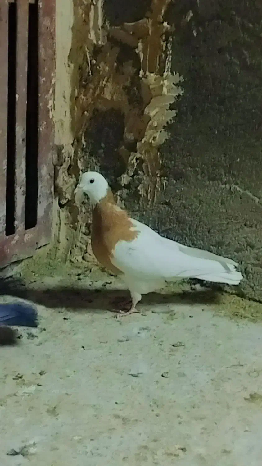 کبوتر کربلایی و طوقی  و سینه|پرنده|مه ولات, |دیوار