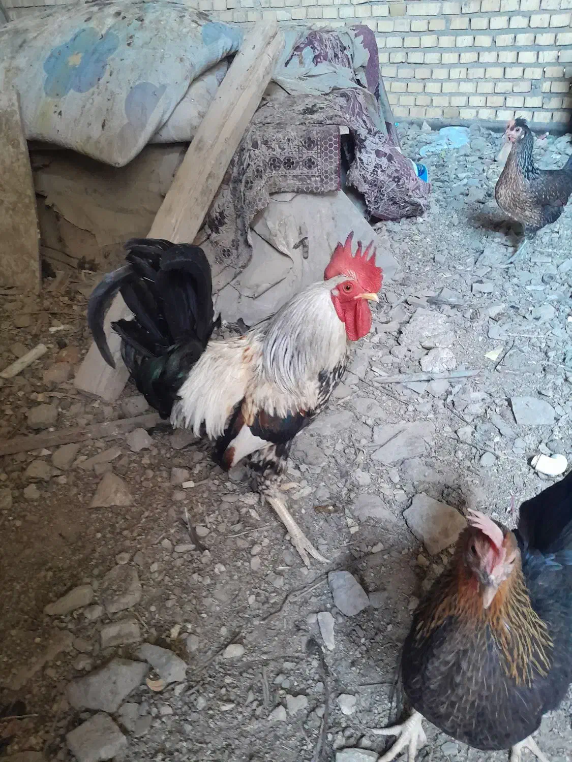 خروس عربی|پرنده|شادگان, |دیوار