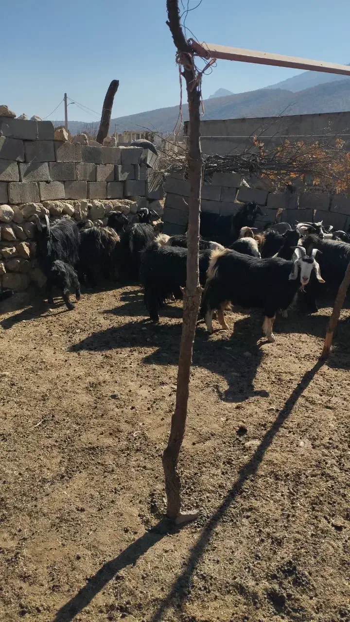 بز گله|حیوانات مزرعه|لردگان, |دیوار