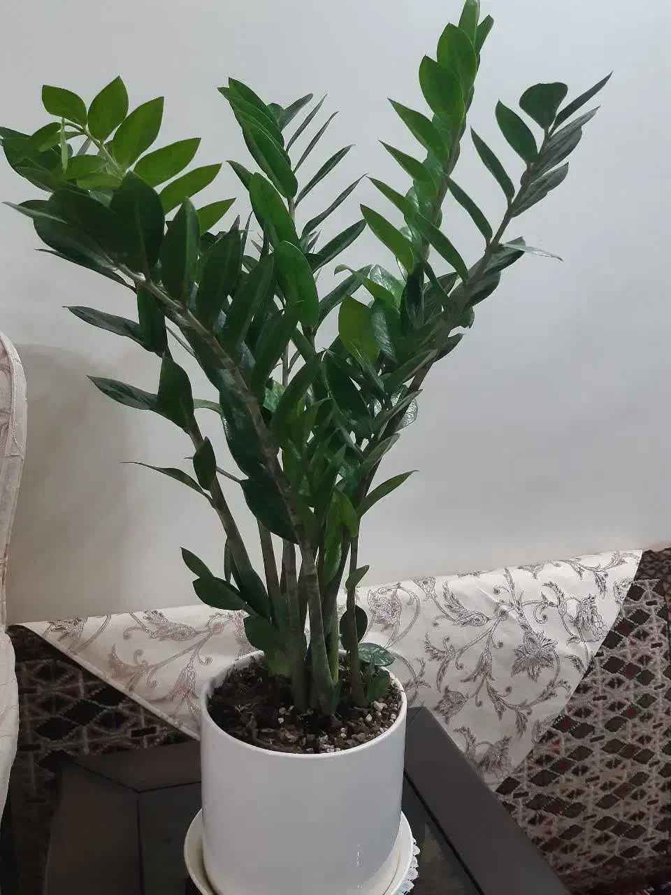 گل زاموفیلیا|گل و گیاه طبیعی|ری, دولتآباد|دیوار