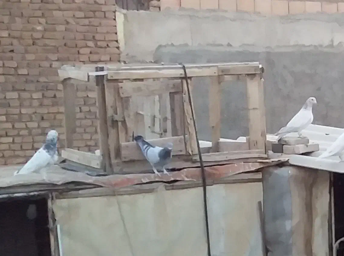 قفس چوبی|لوازم جانبی حیوانات|سبزوار, پاسداران|دیوار