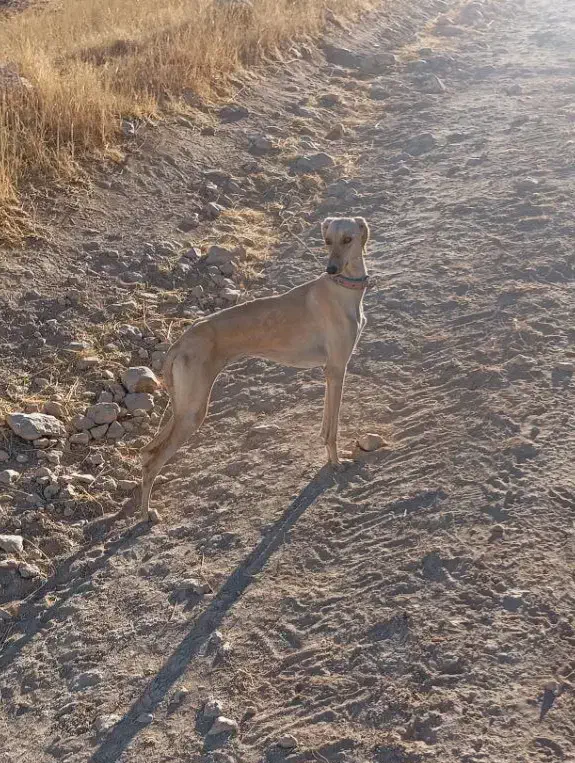 معاوضه ی توله تازی ماده هنوز چشت نشده|سگ|سقز, |دیوار