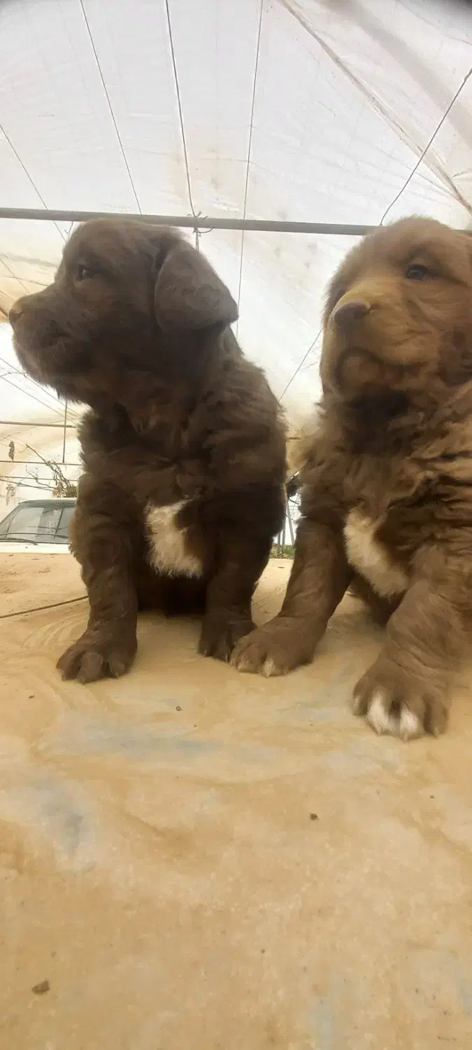 واگذاری ی جفت توله سرخ|سگ|دهاقان, |دیوار