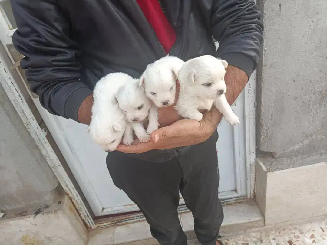 فروش ۴عددتوله پشمی ریز|سگ|داراب, |دیوار