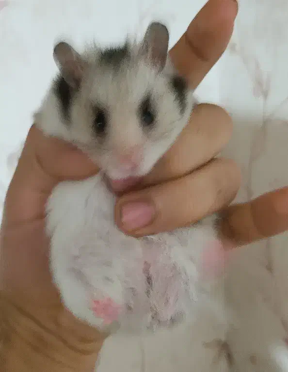 همستر بازیگوش|موش و خرگوش|سنندج, |دیوار