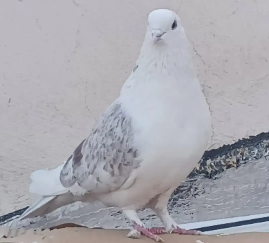 دوکت سرور ماده|پرنده|بومهن, |دیوار