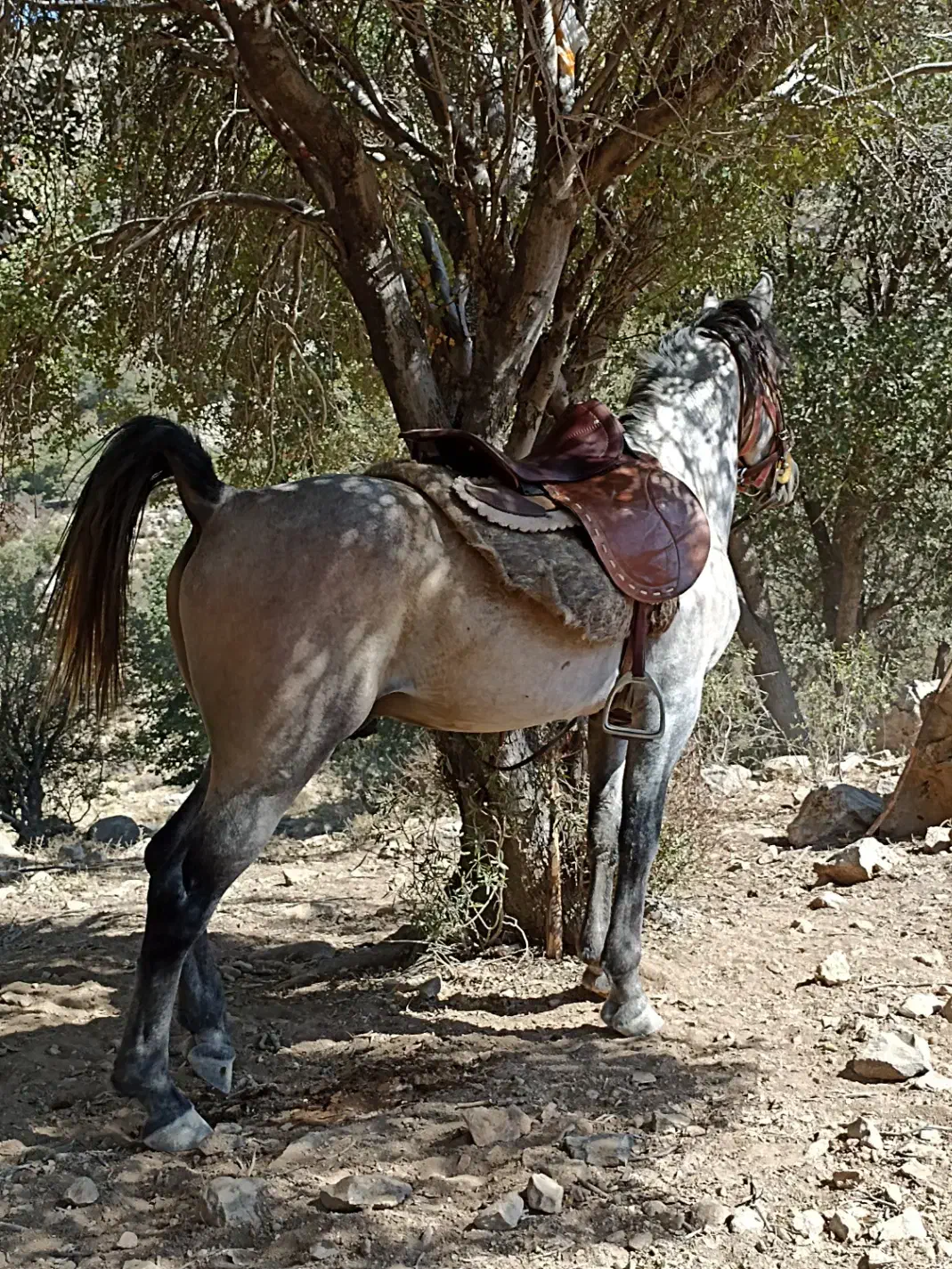 اسب|اسب و تجهیزات اسب‌سواری|ارژن, |دیوار