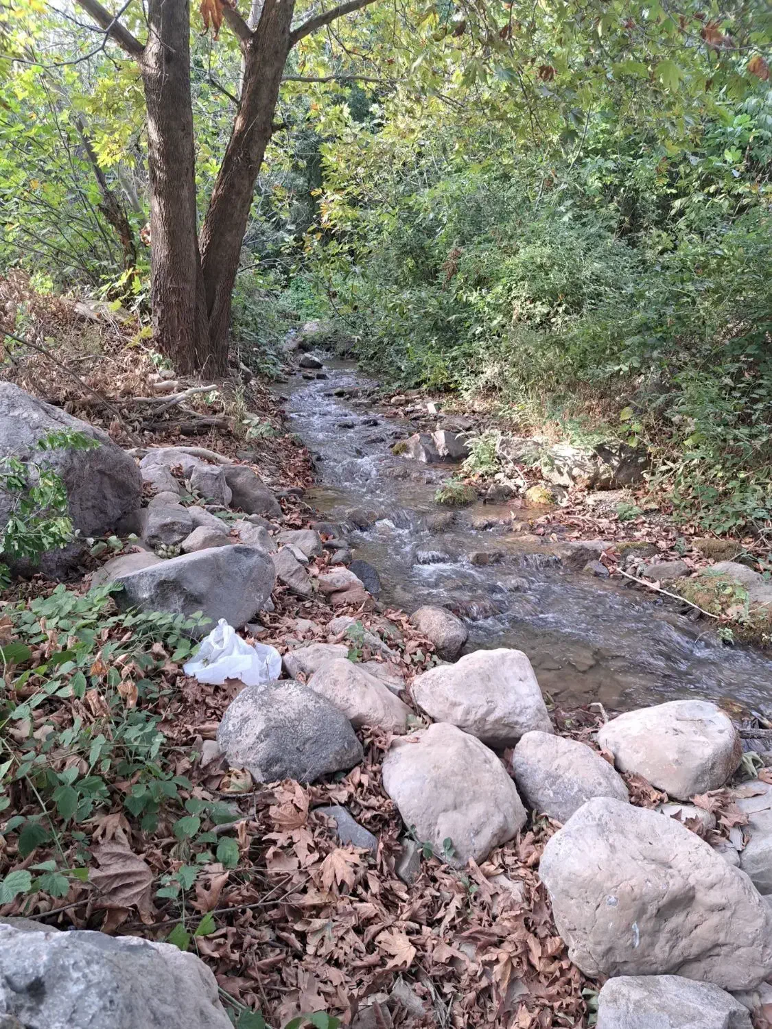 زمین  فروشی الموت  مختص پرورش ماهی|فروش زمین و ملک کلنگی|جیرنده, |دیوار