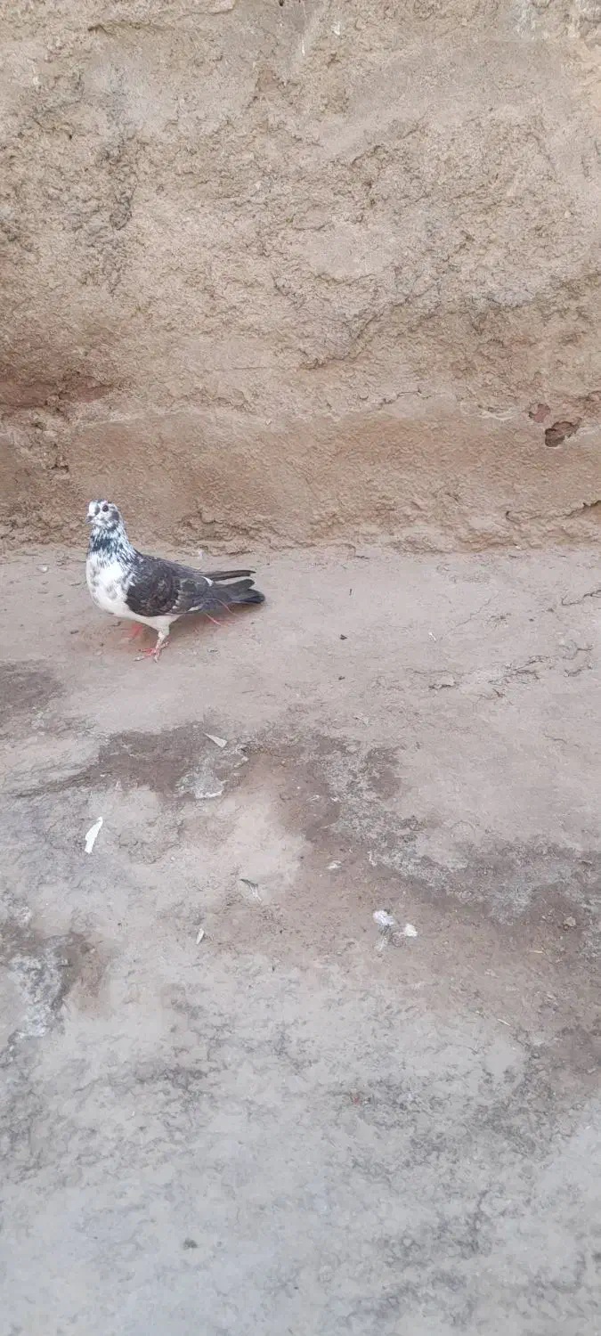 کبوتر|پرنده|زاهدان, |دیوار