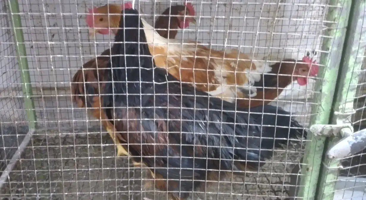 جوجه مرغ و خروس نزدیک تخم گذاری|حیوانات مزرعه|تبریز, |دیوار