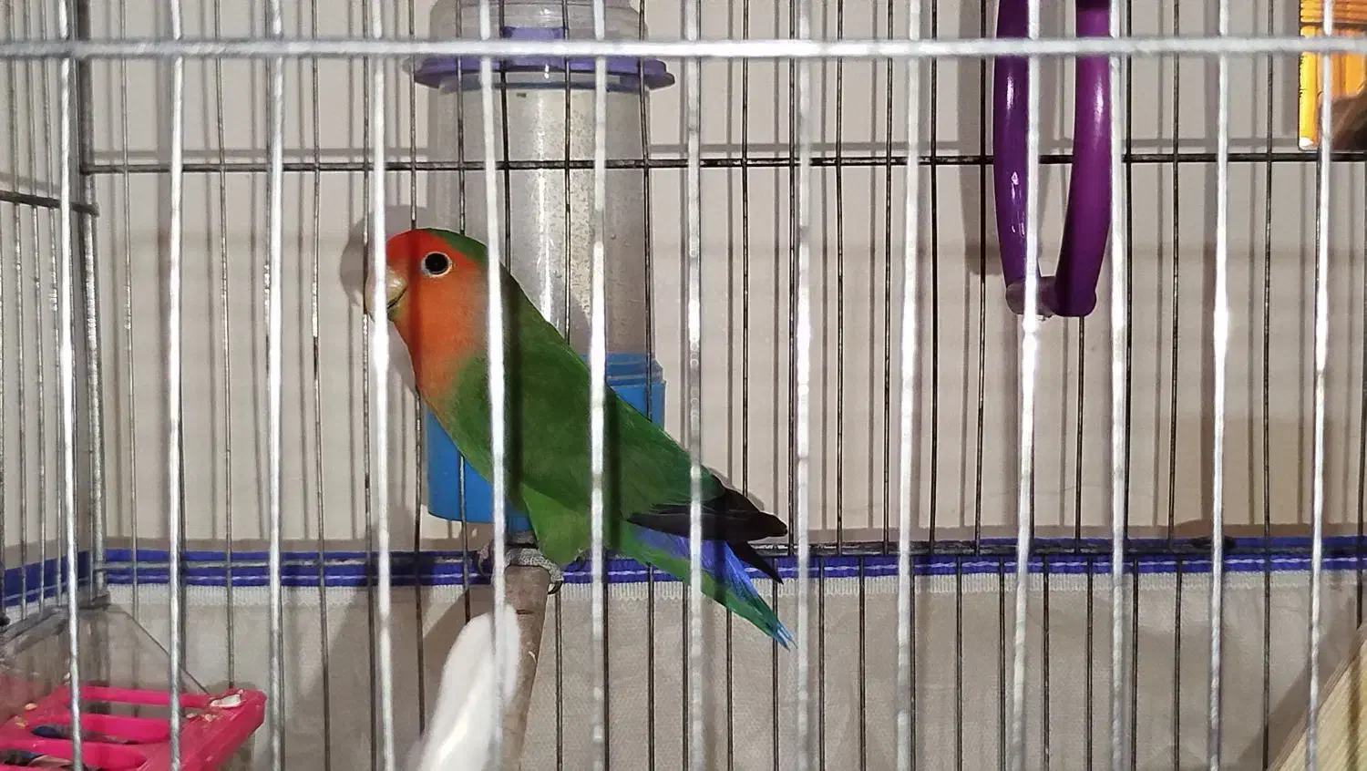 کوتوله برزیلی|پرنده|تهران, دبستان|دیوار