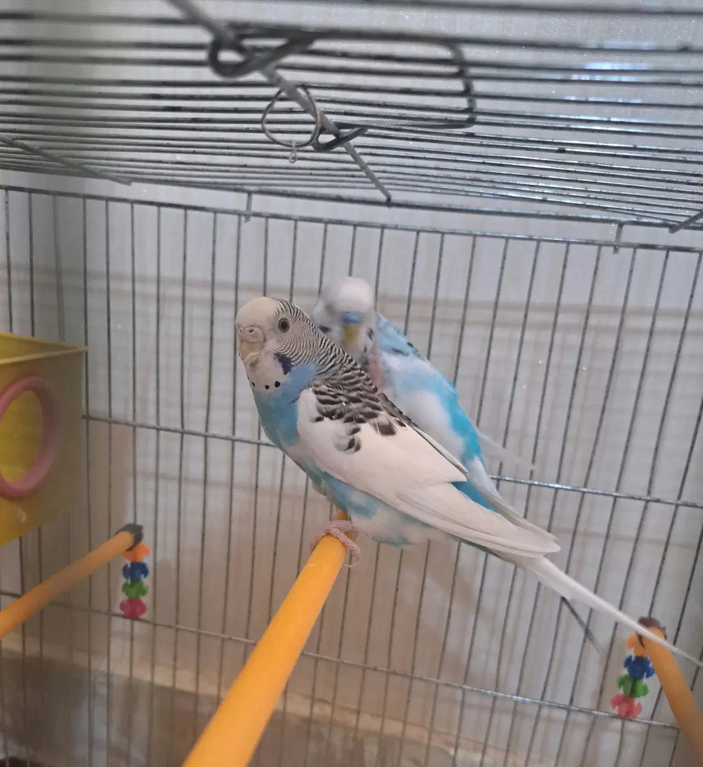 مرغ عشق|پرنده|فولادشهر, مسکن مهر فولادشهر|دیوار