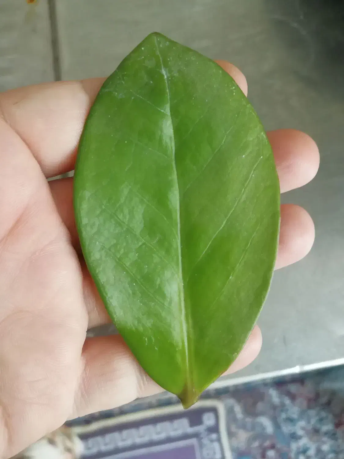 برگ زاموفیلیا|گل و گیاه طبیعی|مشهد, کوشش|دیوار