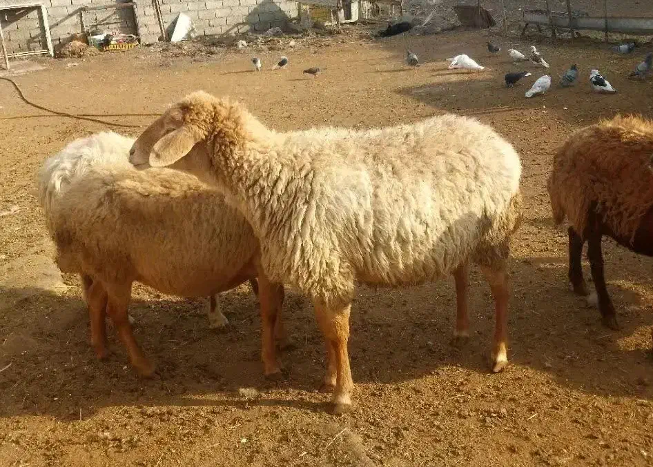 هفت عدد گوسفند|حیوانات مزرعه|اردبیل, |دیوار