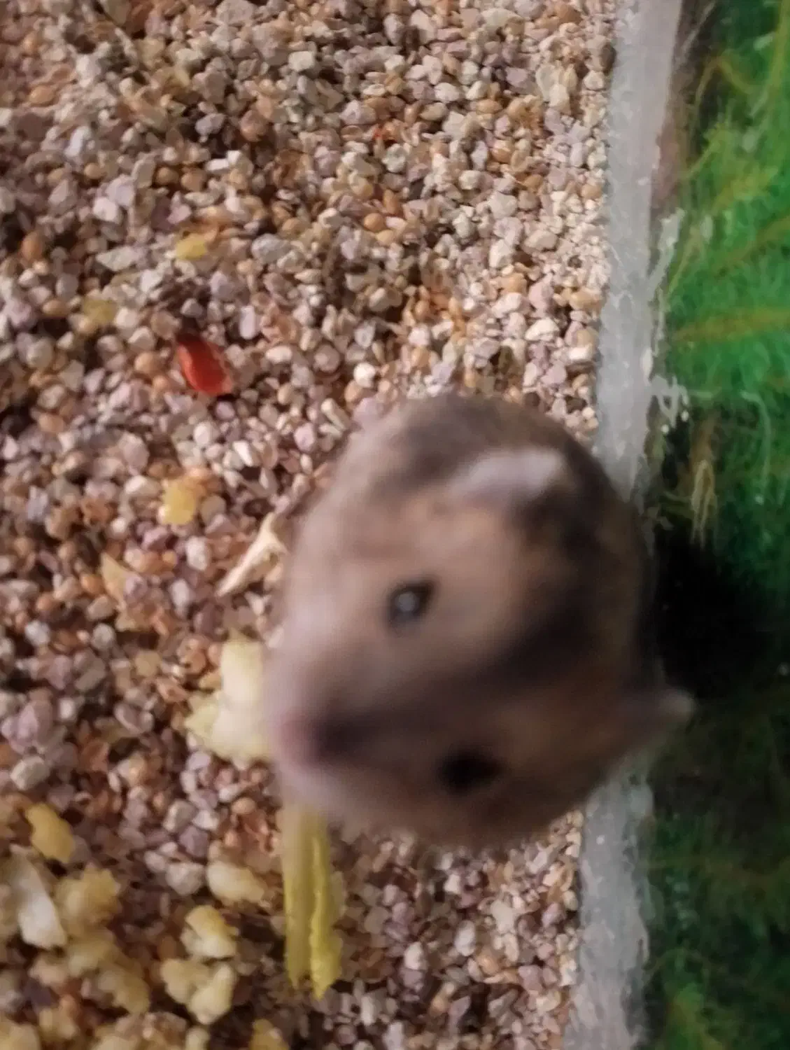 همستر کمپل شکلاتی خاکستری|موش و خرگوش|شاهینشهر, مخابرات (شهید بهشتی)|دیوار