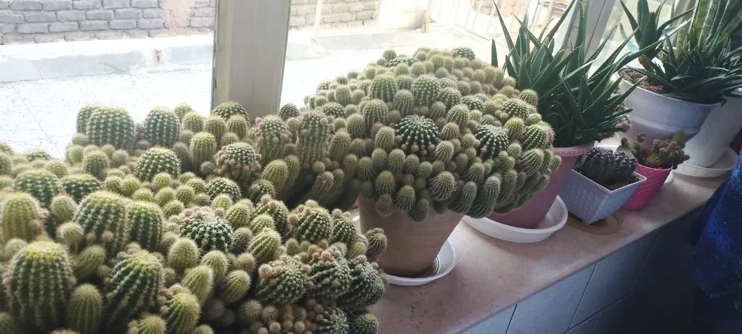 کاکتوس  بسیار زیبا و بزرگ|گل و گیاه طبیعی|تربت‌حیدریه, شهرک ولیعصر|دیوار