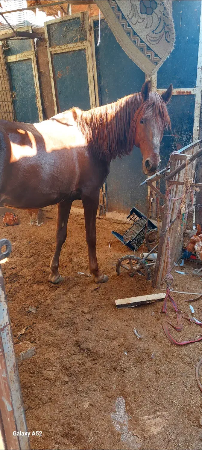 یک دونه اسب به فروش میرسد|اسب و تجهیزات اسبسواری|زابل, |دیوار