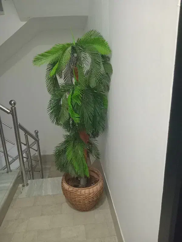 گل بلند|گل و گیاه طبیعی|تبریز, |دیوار