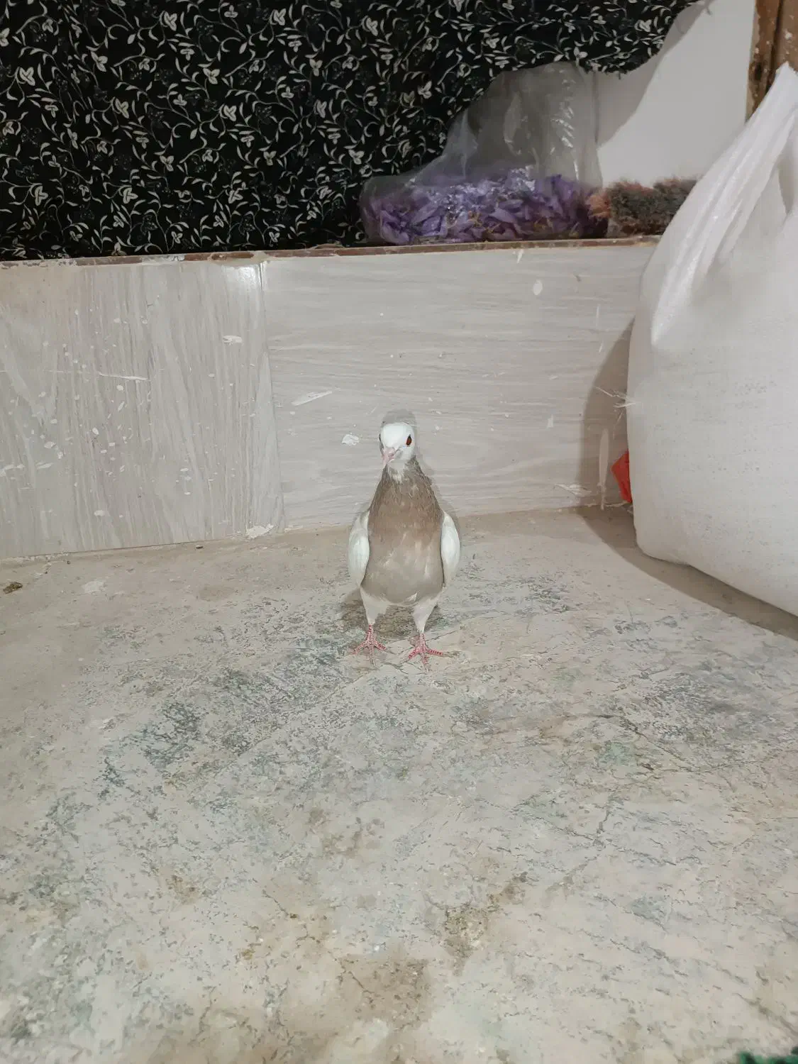 طوقی سده دم سفید پشتی|پرنده|جغتای, |دیوار