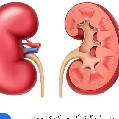 مشاورطب سنتی وزبان شناسی|فعالیت داوطلبانه تحقیقاتی|زاهدان, |دیوار
