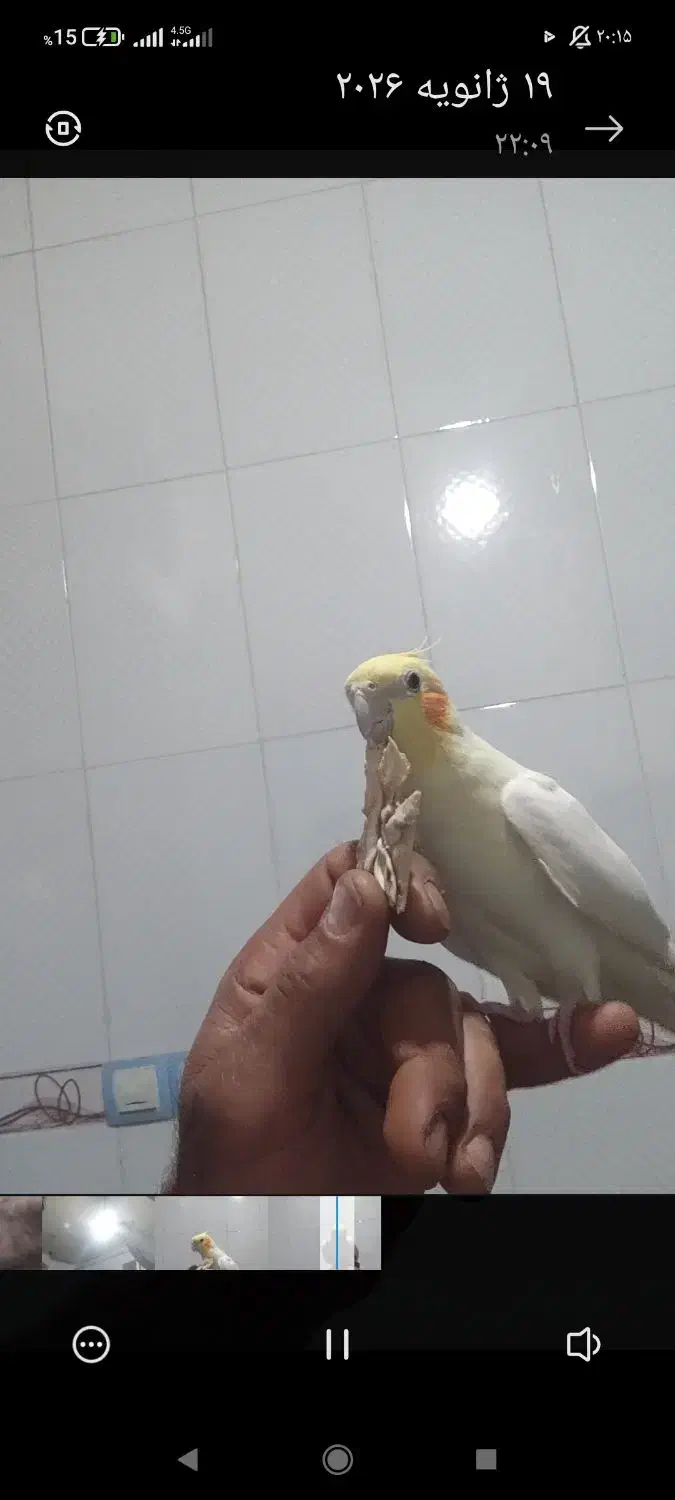 عروس هلندی|پرنده|دهدشت, |دیوار