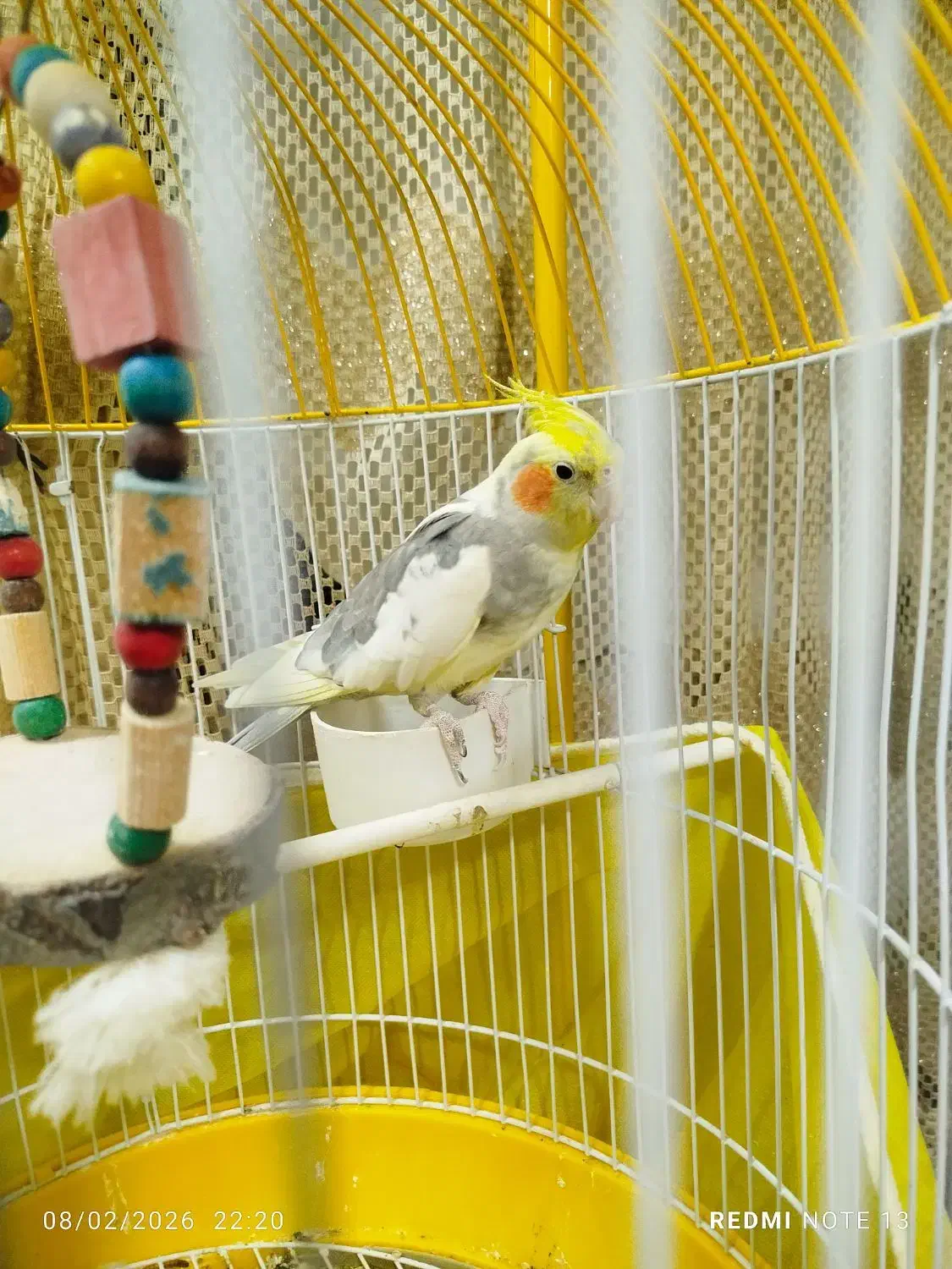 عروس هلندی سخنگو|پرنده|گرگان, |دیوار