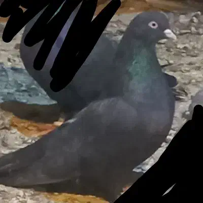 کبوتر۳ عدد  ماده سیاه پور|پرنده|فارسان, |دیوار