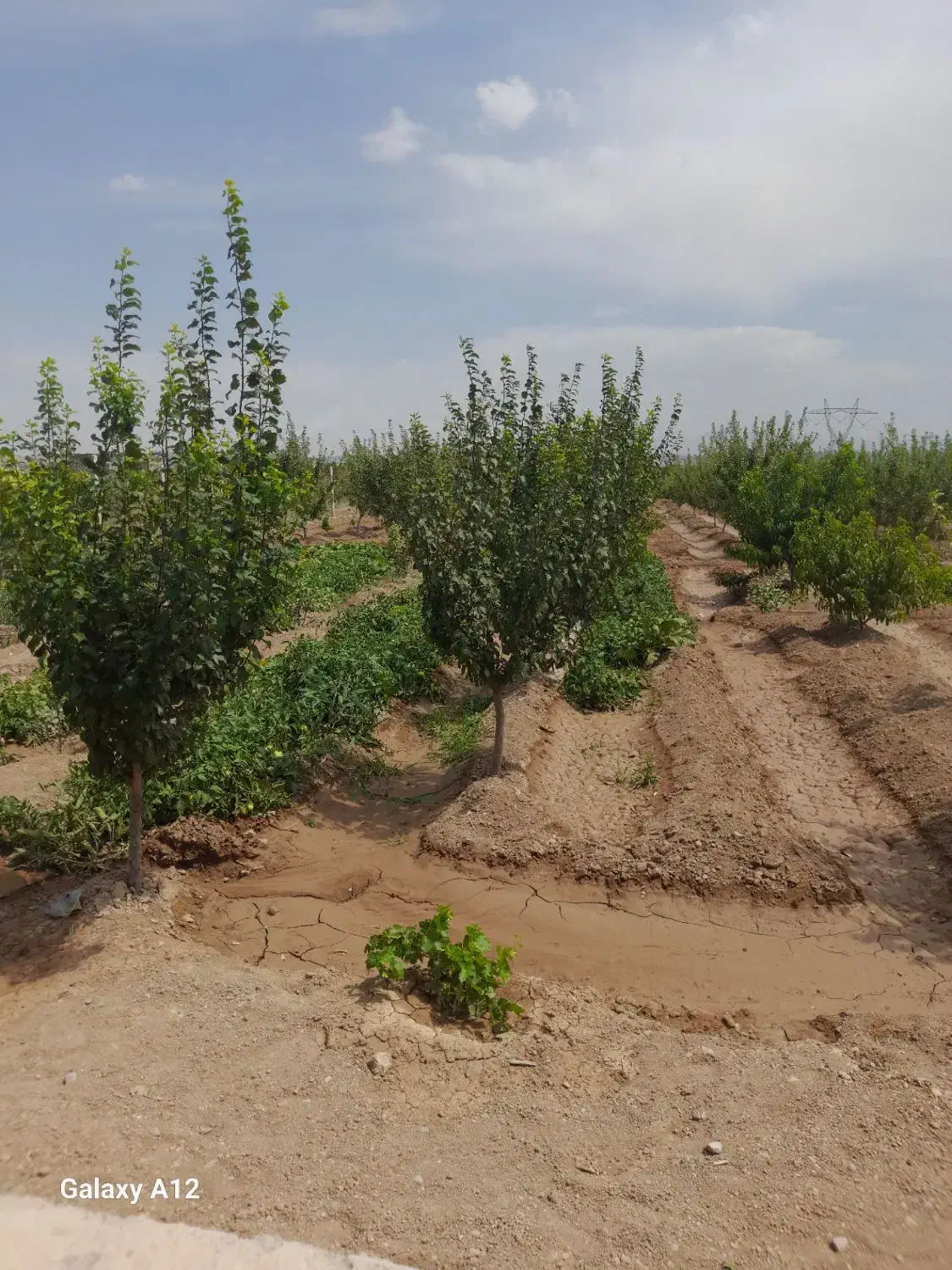 باغ درشهرک آخولا|فروش خانه و ویلا|خسروشاه, |دیوار