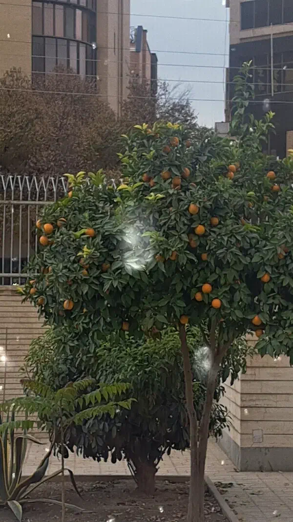 هم خونه|اجارهٔ خانه و ویلا|اصفهان, همتآباد|دیوار