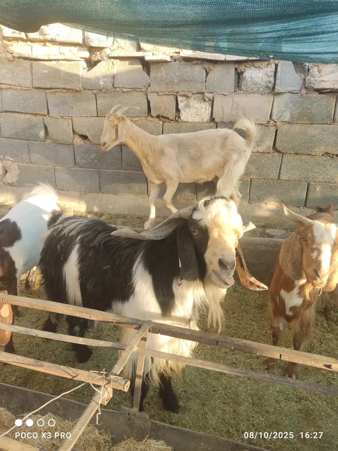 سلام نری پاکستانی|حیوانات مزرعه|یزد, |دیوار