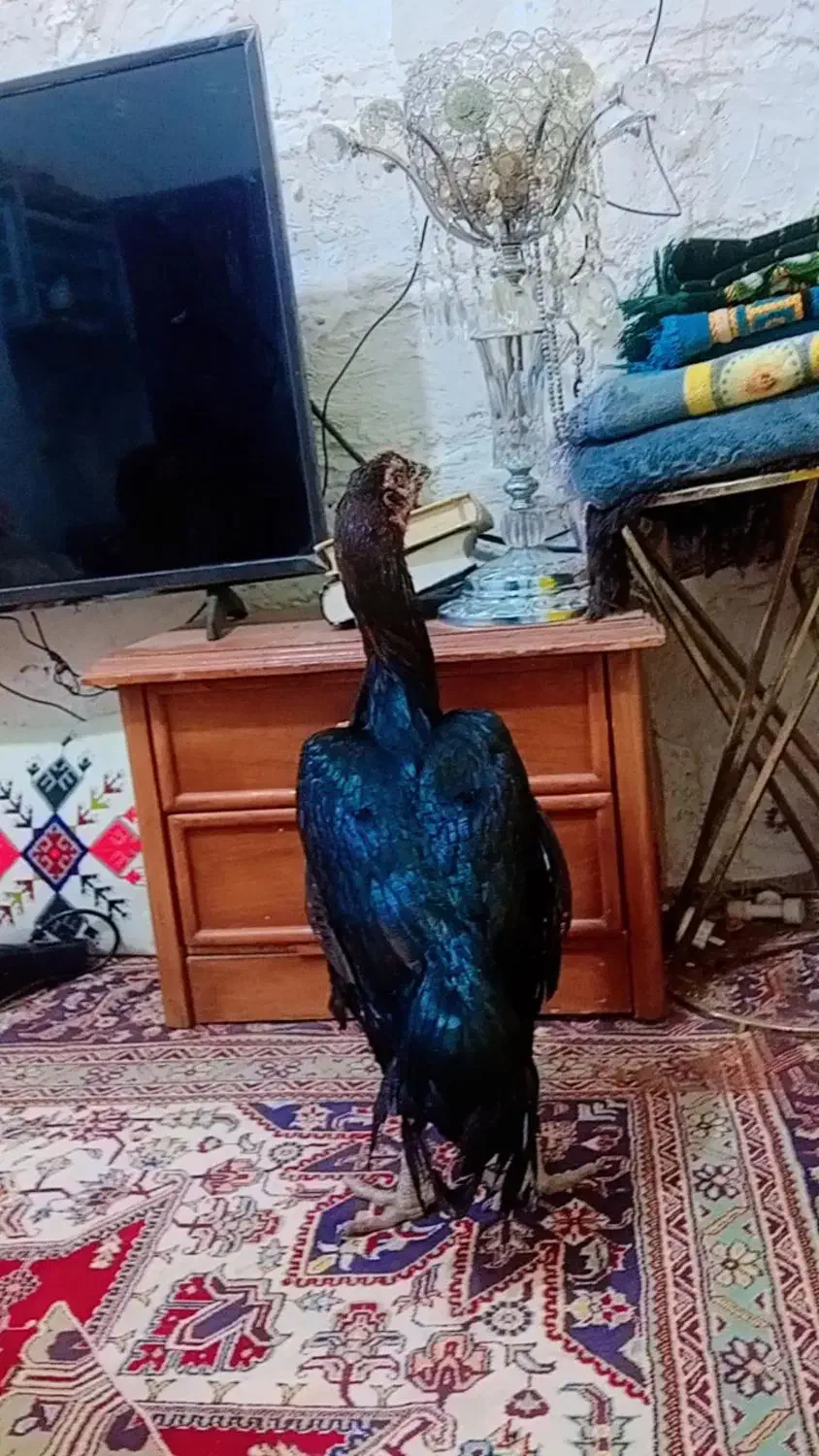 مرغ و خروس|حیوانات مزرعه|چابهار, |دیوار