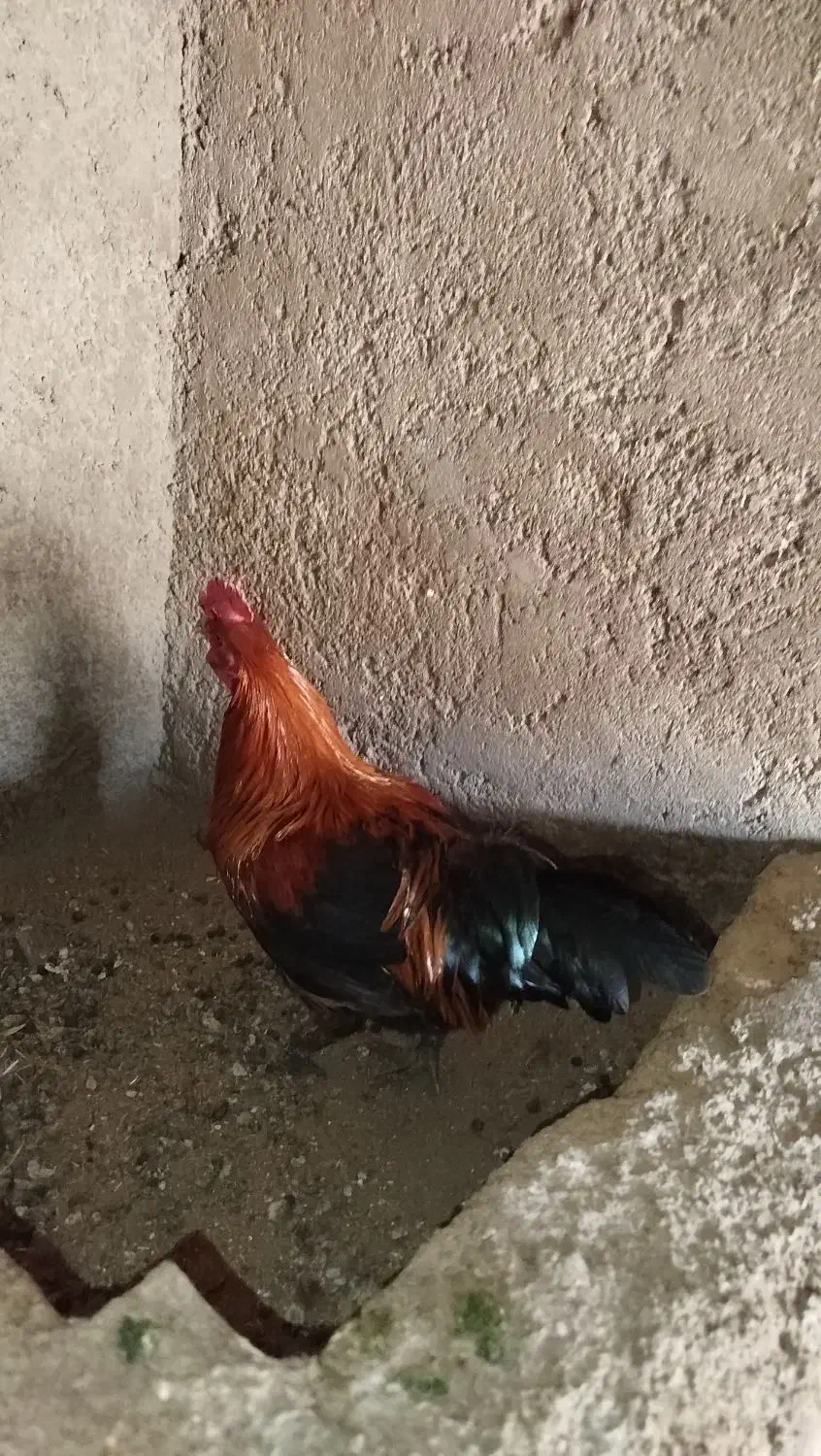 خروس|حیوانات مزرعه|برخوار, |دیوار