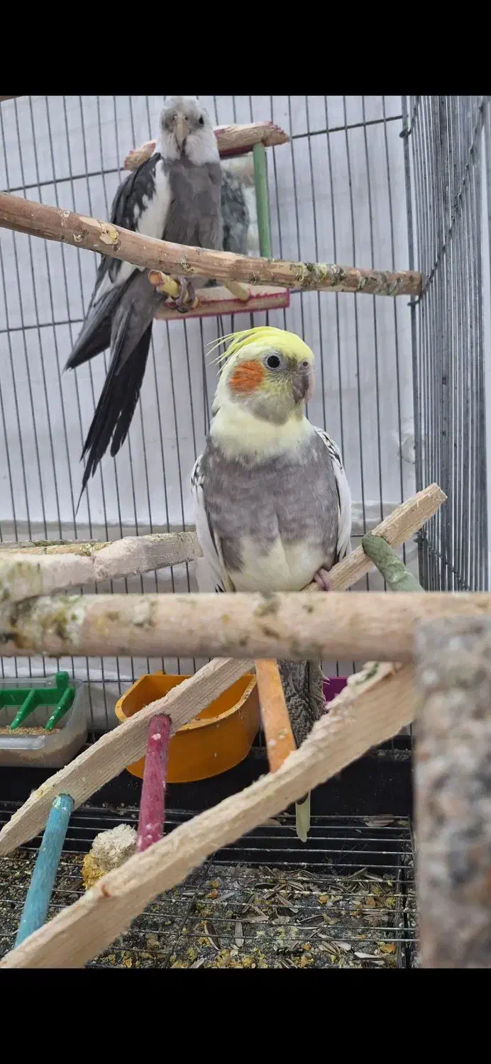 عروس هلندی جفت|پرنده|دلیجان, |دیوار