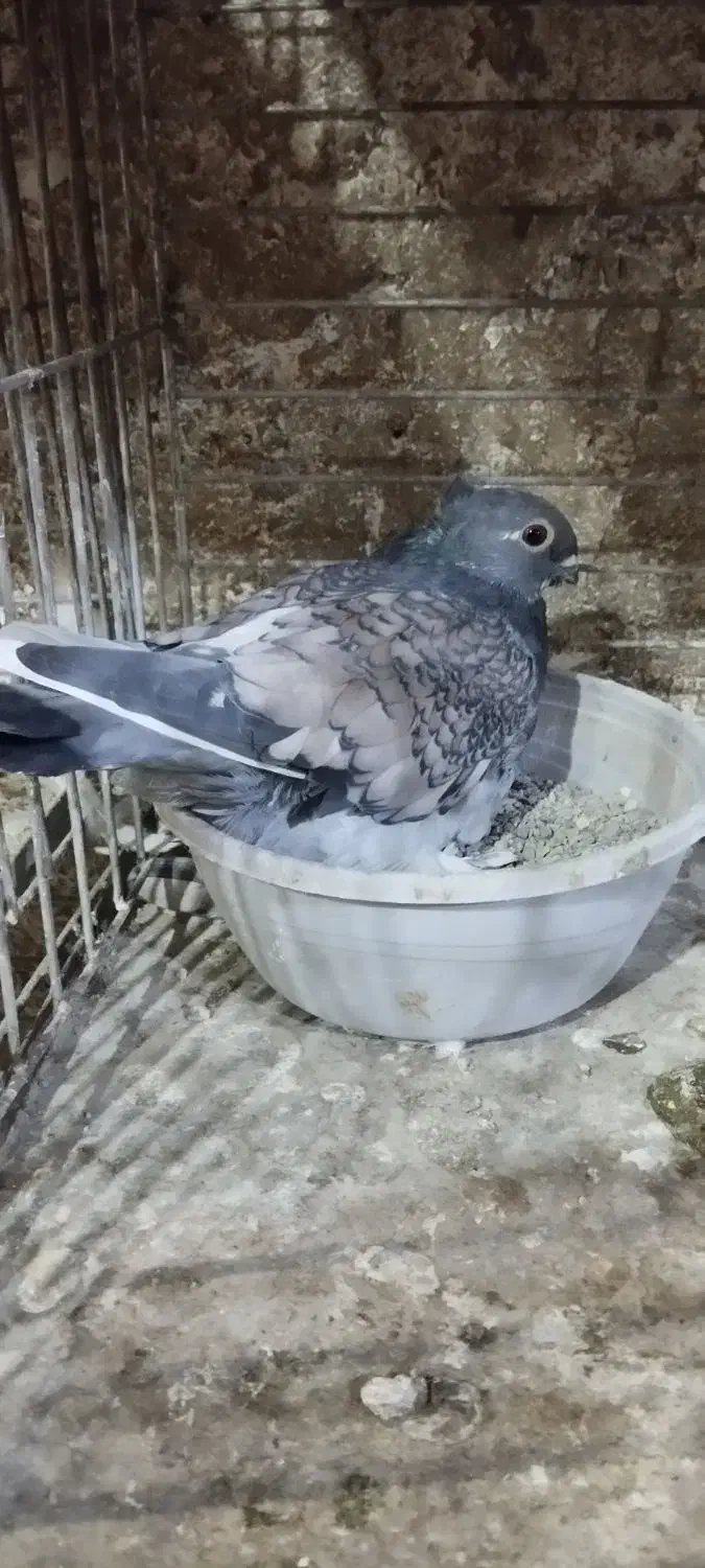 کبوتر بلژیکی جفت وجوجه|پرنده|کهریزک, |دیوار