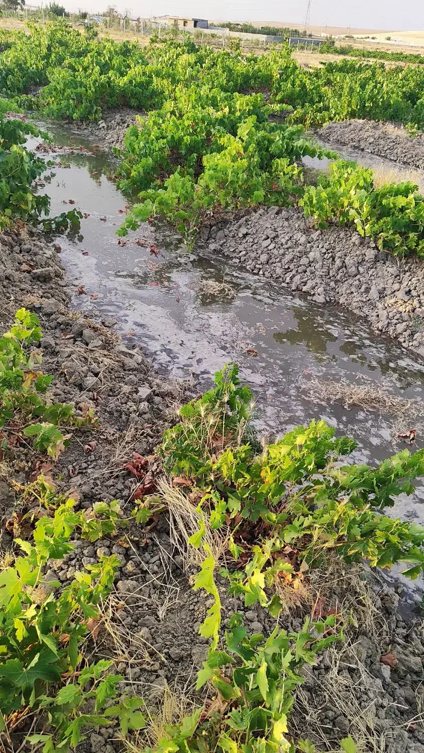 باغ انگور شورین|فروش خانه و ویلا|همدان, |دیوار