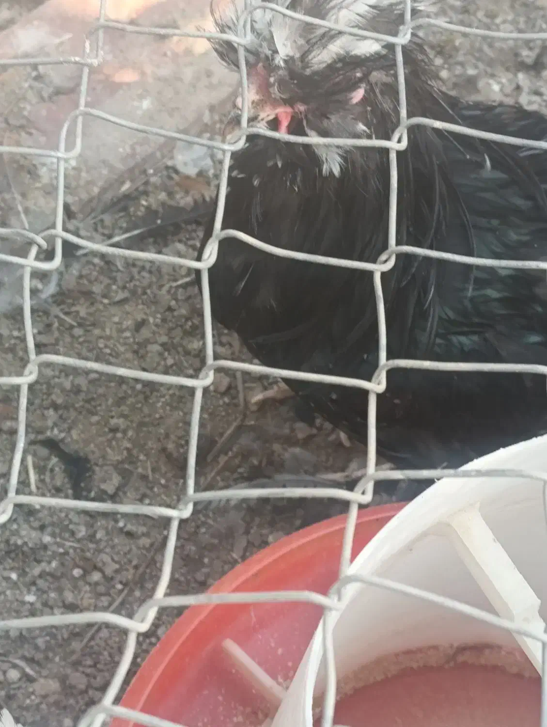 مرغ خروس|حیوانات مزرعه|مسجد سلیمان, |دیوار