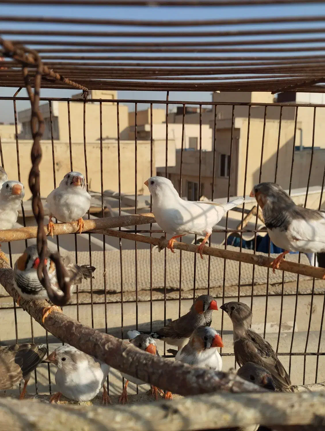 فنچ دونه ای100|پرنده|تهران, پرستار|دیوار