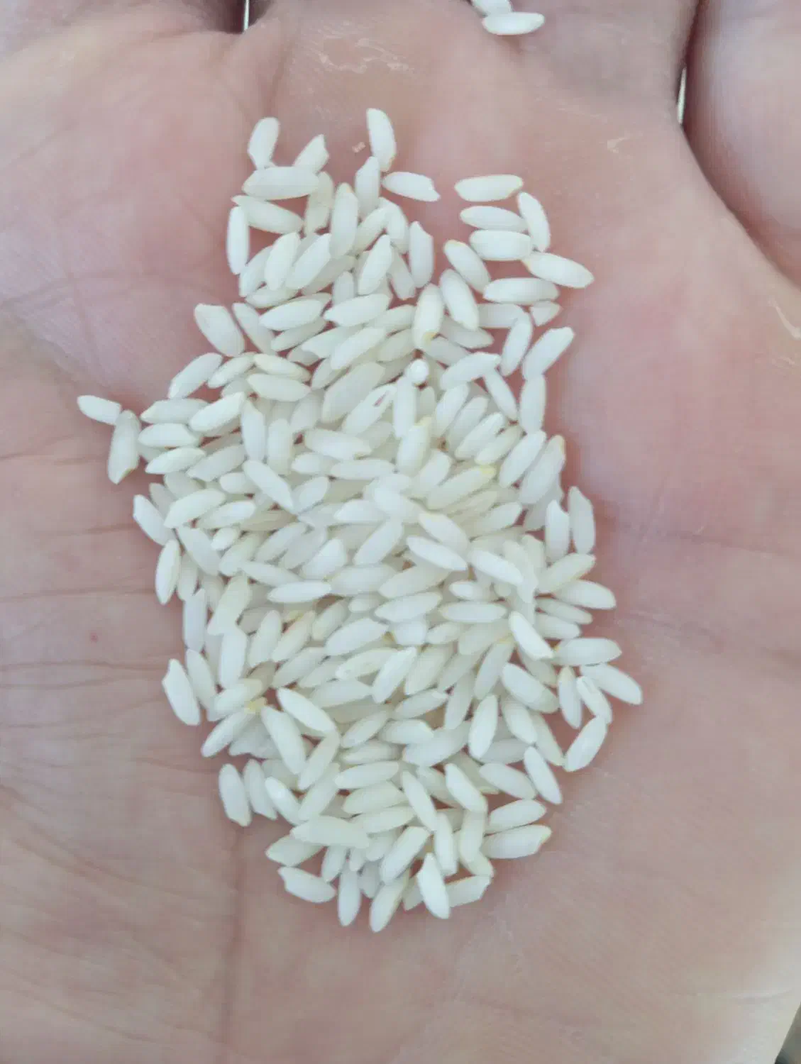 برنج عنبربو|خوردنی و آشامیدنی|الیگودرز, |دیوار