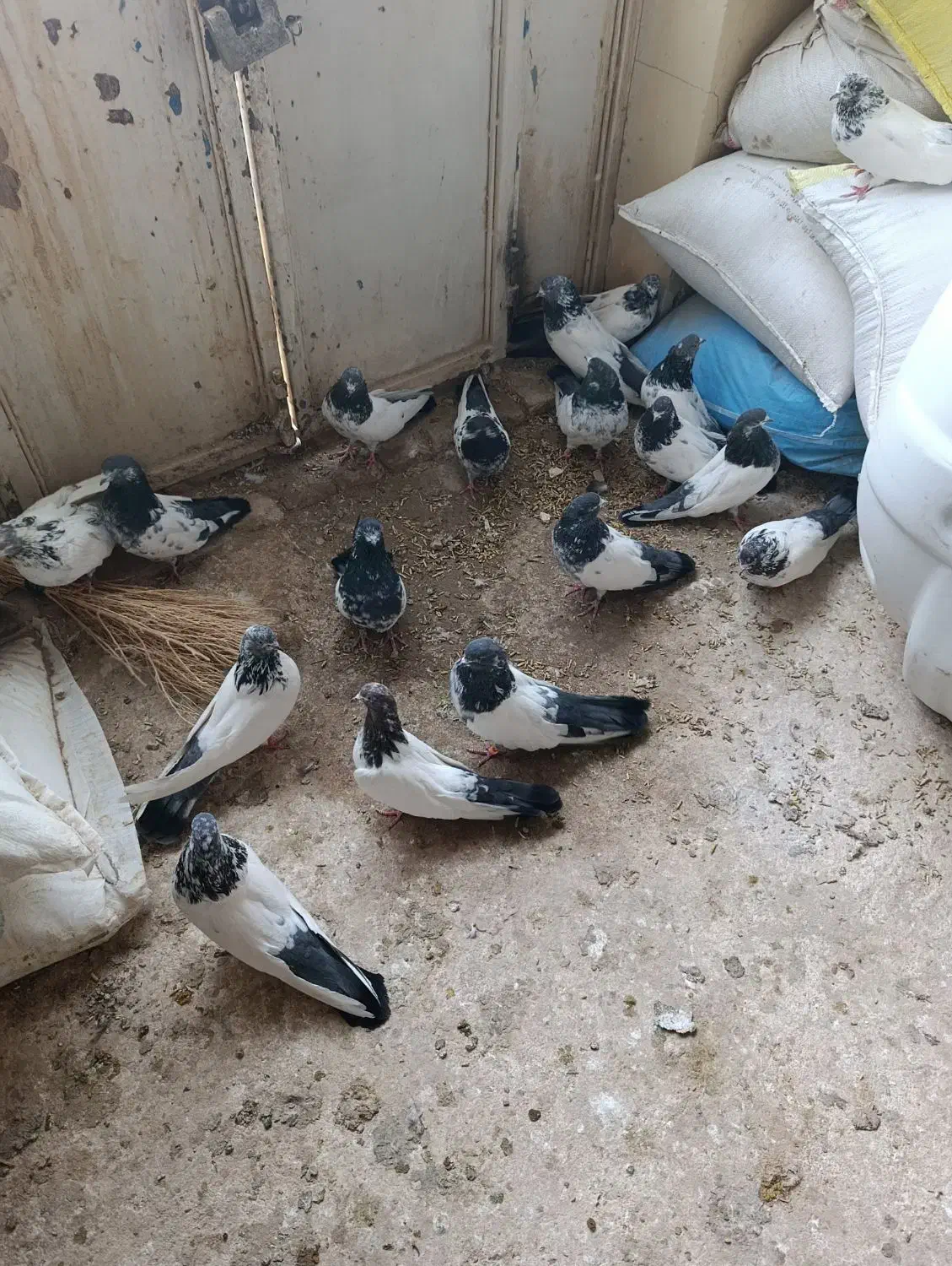 کبوتر|پرنده|کبودرآهنگ, |دیوار