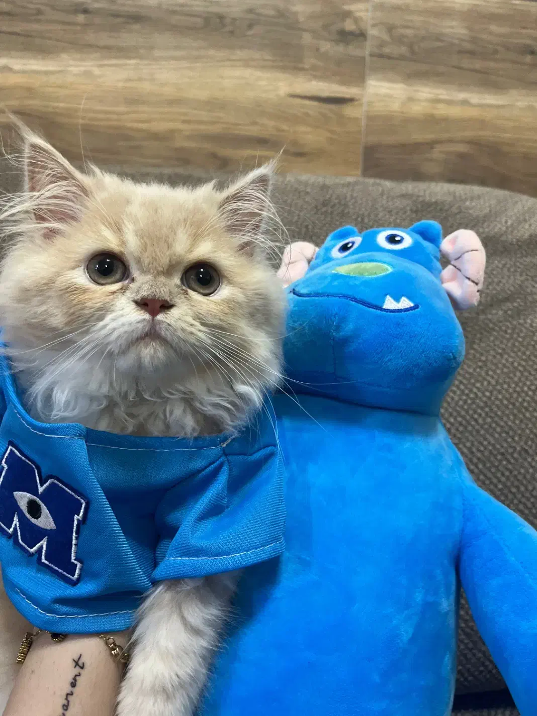 جفت گیری ماده|گربه|گرگان, |دیوار