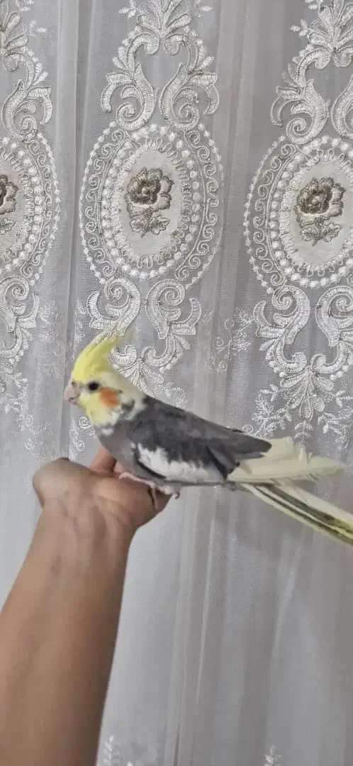 عروس هلندی|پرنده|فلاورجان, |دیوار